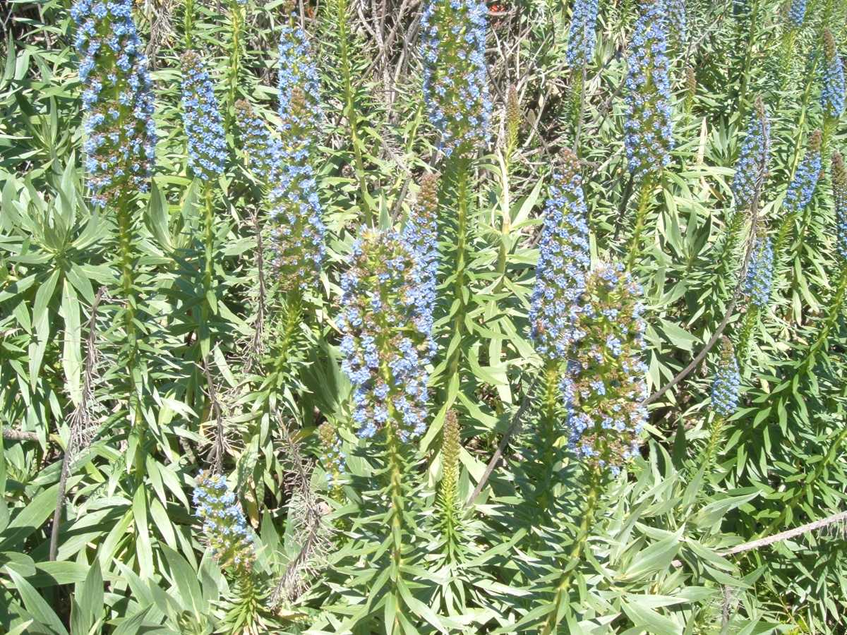 Echium candicans (= Echium fastuosum)